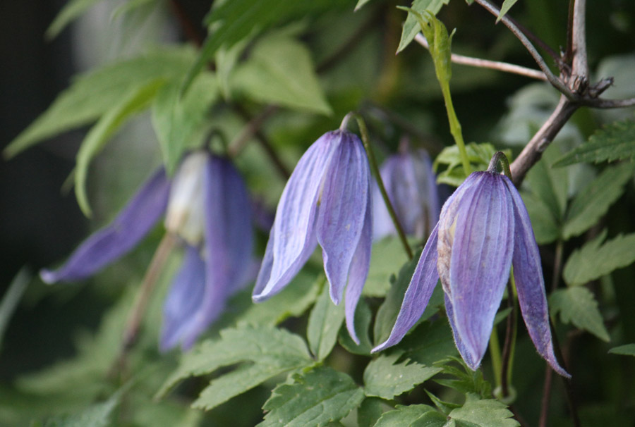 BOVclematis