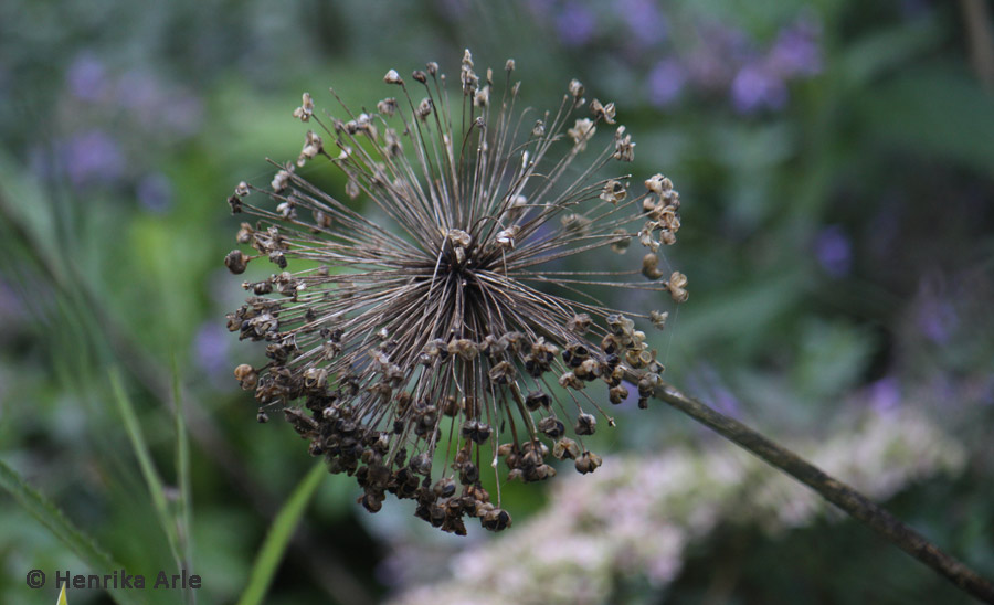 alliumseedpod