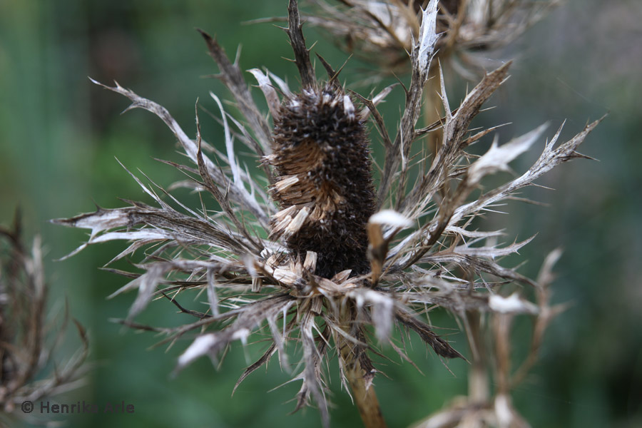 eryngiumseeds