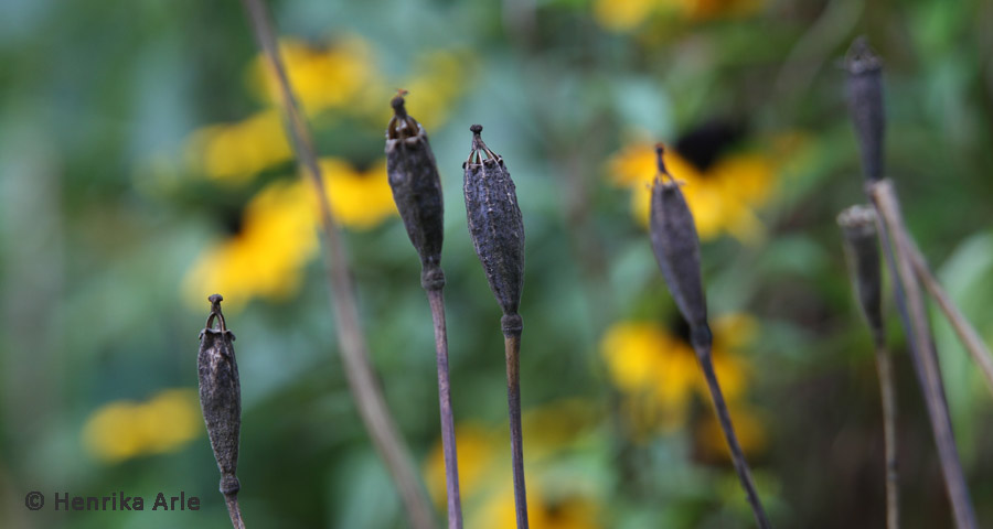 papaverseedpods