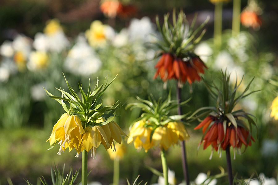 gullofritillaria