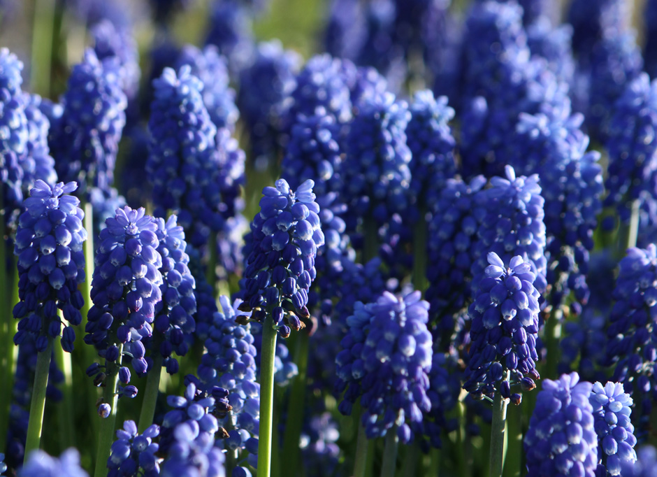 Muscari940pix