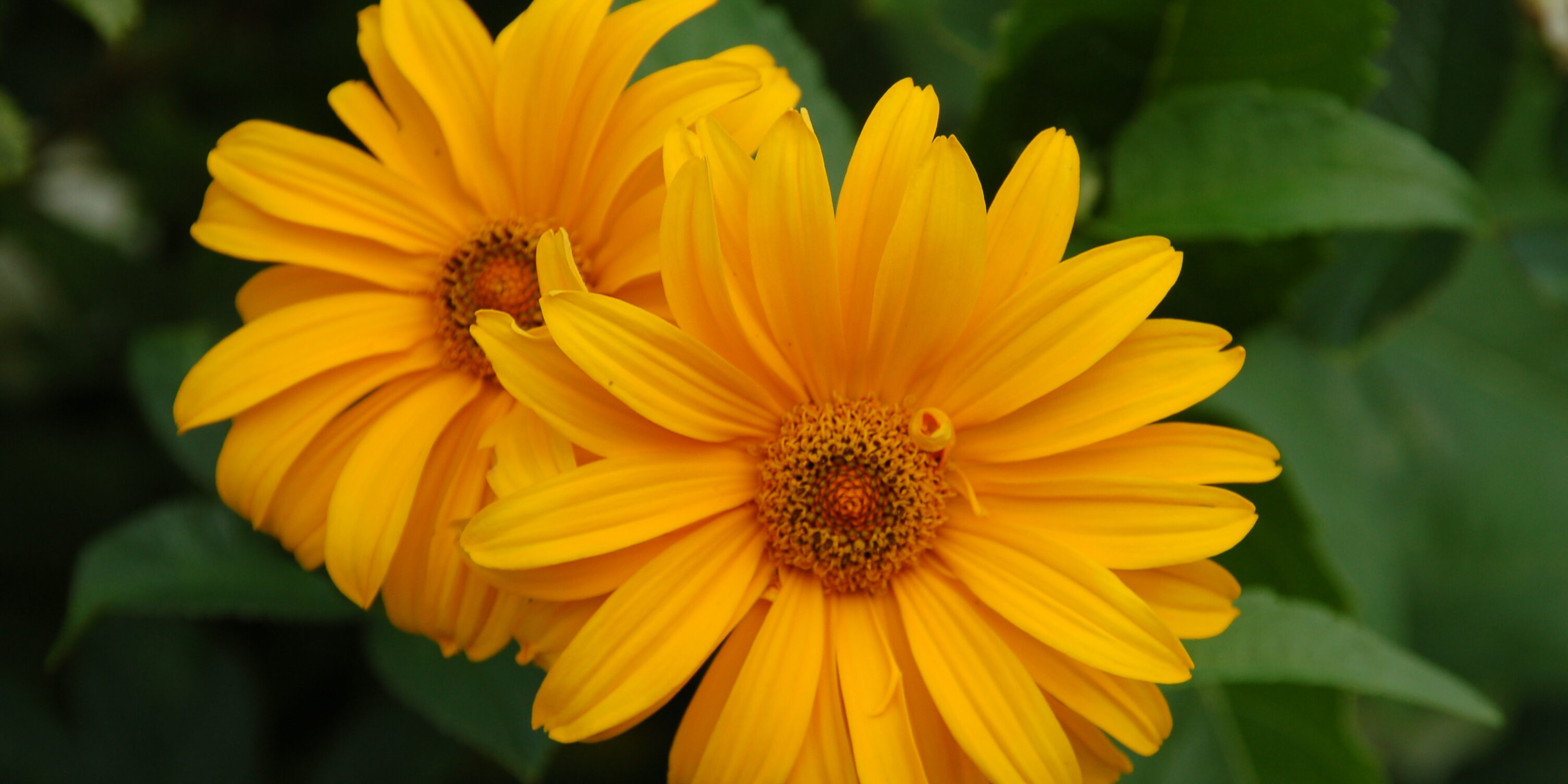 Heliopsis helianthoides v.scabra, dagöga