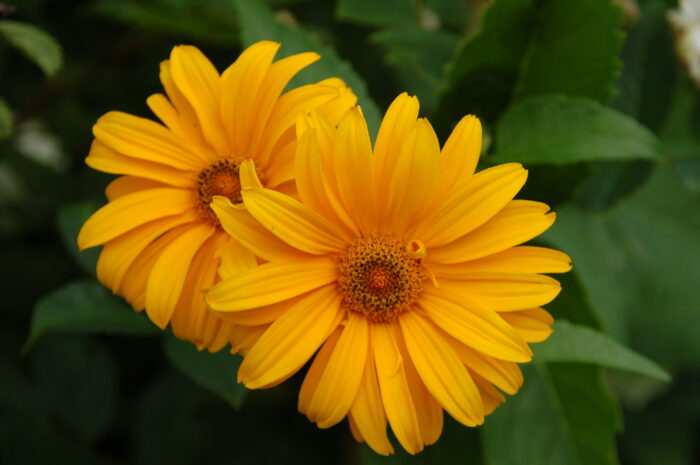 Heliopsis helianthoides v.scabra, dagöga